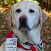 Grace, a Dartmouth-Hitchcock pet therapy dog